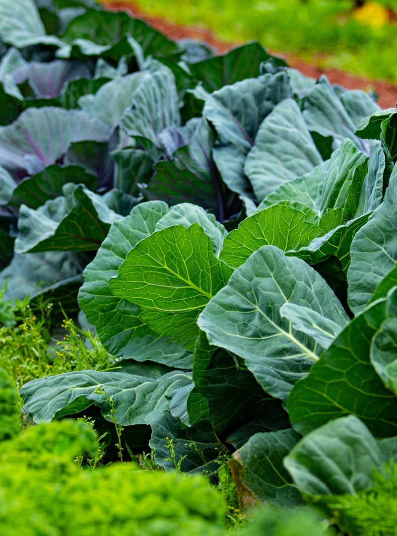 About Us Wholesale Horticultural Group Pty Ltd